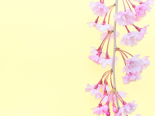 Fototapeta premium 薄黄色背景の枝垂れ桜の花のアップ