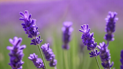 Fototapeta premium Lavender in bloom with a field grass backdrop.