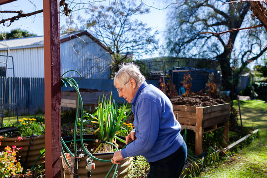 Older woman in her eighties working in garden tidying hose by vegie patch