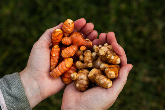 Home grown turmeric plant rhizomes in persons hands