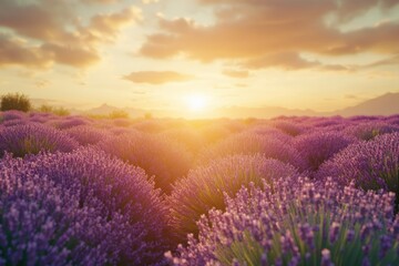 Fototapeta premium Serene Lavender Fields at Sunset