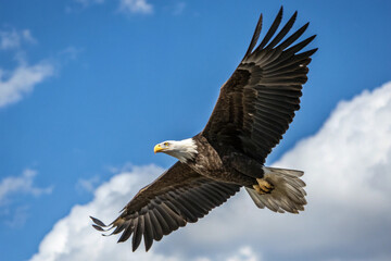 Naklejka premium Flying Eagle