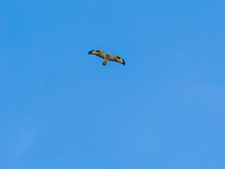 Pale common buzzard in flight