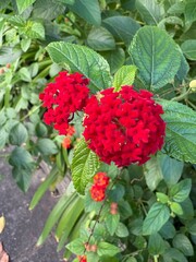red and yellow flowers