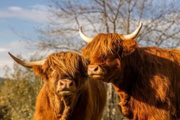Cute portrait of two highland cattle cows in early autumn on a pasture outdoors