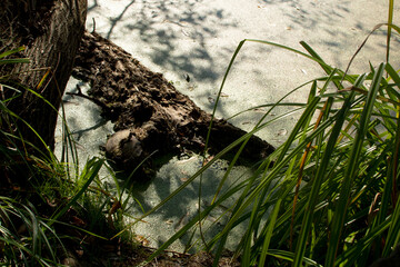 Dry tree in water of a green dirty pond	