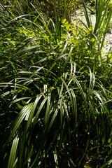 Fototapeta premium Cattails and reeds on river shore 