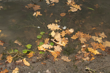 Autumn oak leaves in water