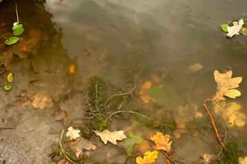 Autumn oak leaves in water