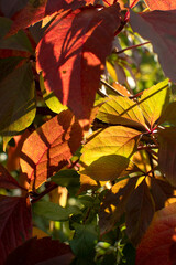 Autumn leaves of wild grapes	