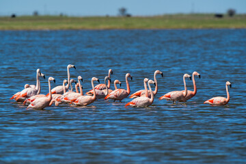 Flamingos flock on a migratory journey, La Pampa Province, Patagonia, Argentina.