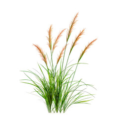 Fototapeta premium Knotroot Foxtail grass on isolated white background