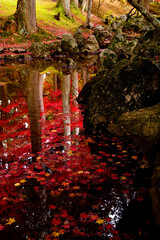 日本,青森,カッコーの森エコーランドの紅葉