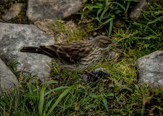 Sparrow on the grass