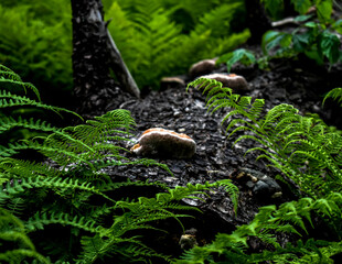 Fungi growing on dead tree, surrounded by fern in Babia Góra National Park 