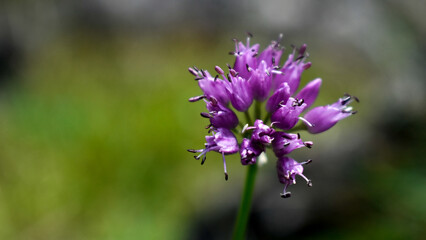 Purple flower photographed in Polish Tatra Mountains 