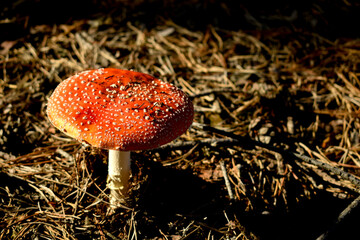 Fly agaric (Amanita muscaria) 