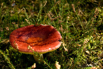 Fly agaric (Amanita muscaria) 