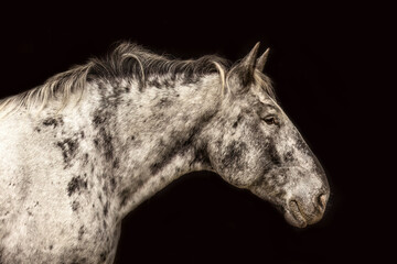 Elegant black shot portrait of a female noriker draught horse coldblood 