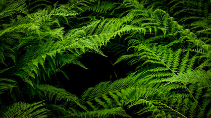 Green fern in Babia Góra National Park, Poland
