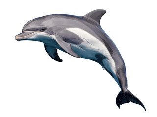 Graceful Dolphin Jumping Out of Water with Arched Body - Isolated Stock Photo