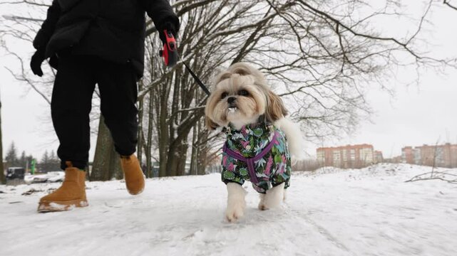 A small Shih Tzu dog in a colorful jacket walks on a snowy city sidewalk. A person in warm winter clothes walks alongside