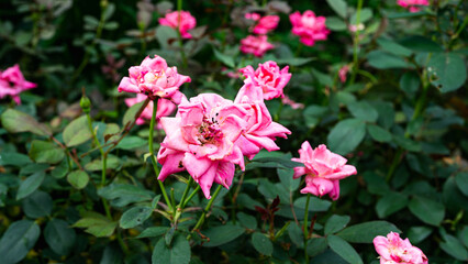 薔薇