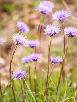 Delicate beauty of vibrant purple Jasione laevis flowers