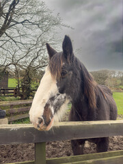 Old brown and white horse, looking over a fence in a farmers field.
