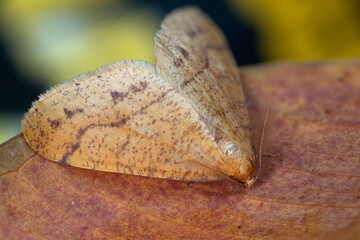 Orangegelber Breitfl&uuml;gelspanner - Agriopis aurantiaria