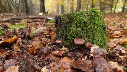 In the autumn forest, moss on the stump