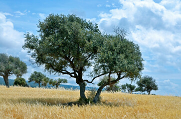 Akamas Olive Trees  in Southern Cyprus