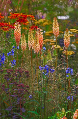 Flowser border with Kniphofila 'Timothy'