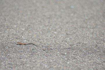 アスファルトの上を歩くカナヘビ