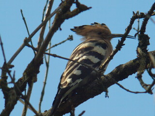hoopoe bird, which sits on a tree branch. Spring.
