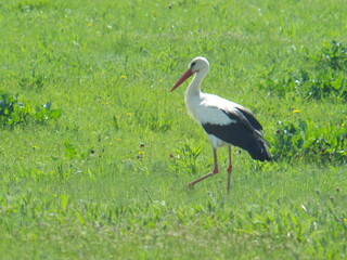 Stork bird walks in a meadow in early spring