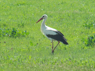 Stork bird walks in a meadow in early spring