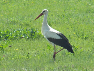 Stork bird walks in a meadow in early spring