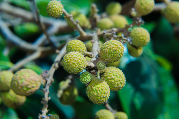 small longan of macro fruits young