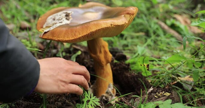 People picking amanita caesarea, orange mushroom edible in forest of China