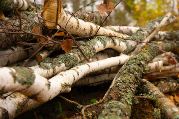 Sawn birch branches in moss