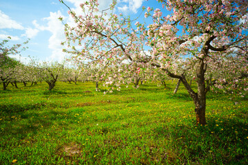 Apple orchard in spring, apple trees and dandelions in bloom