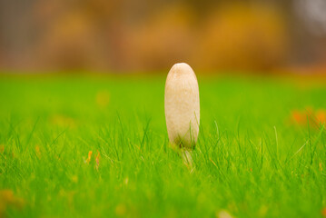 A dung mushroom has grown on the lawn