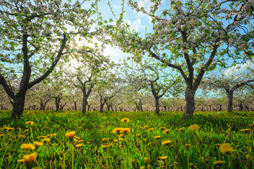 Apple orchard in spring, apple trees and dandelions in bloom