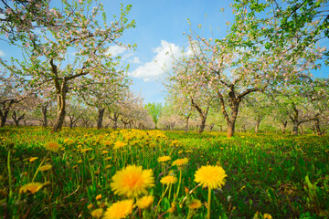 Apple orchard in spring, apple trees and dandelions in bloom