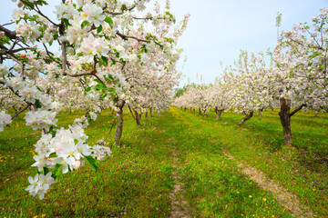 Apple orchard in spring, apple trees and dandelions in bloom