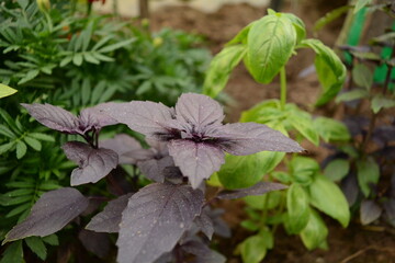 Purple and green basil in a garden bed in summer