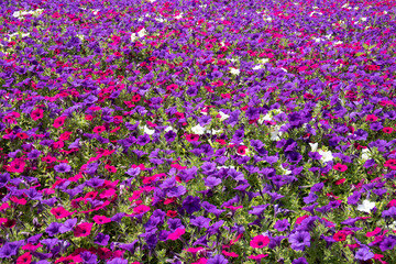 Naklejka premium Field of Colorful Petunias in Full Bloom