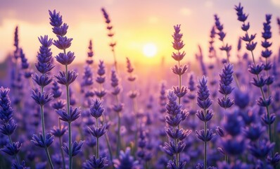 Lavender field at sunset