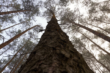 A tree without leaves and a tree crown in the forest in autumn